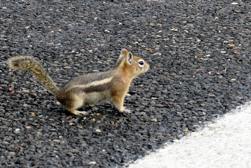 a chipmunk